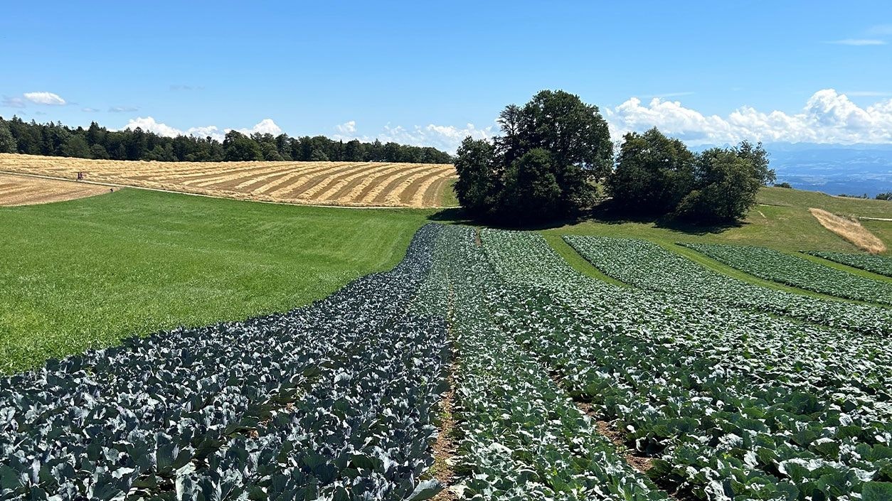 Ackerfeld mit Zuckerrüben und blauen Himmel