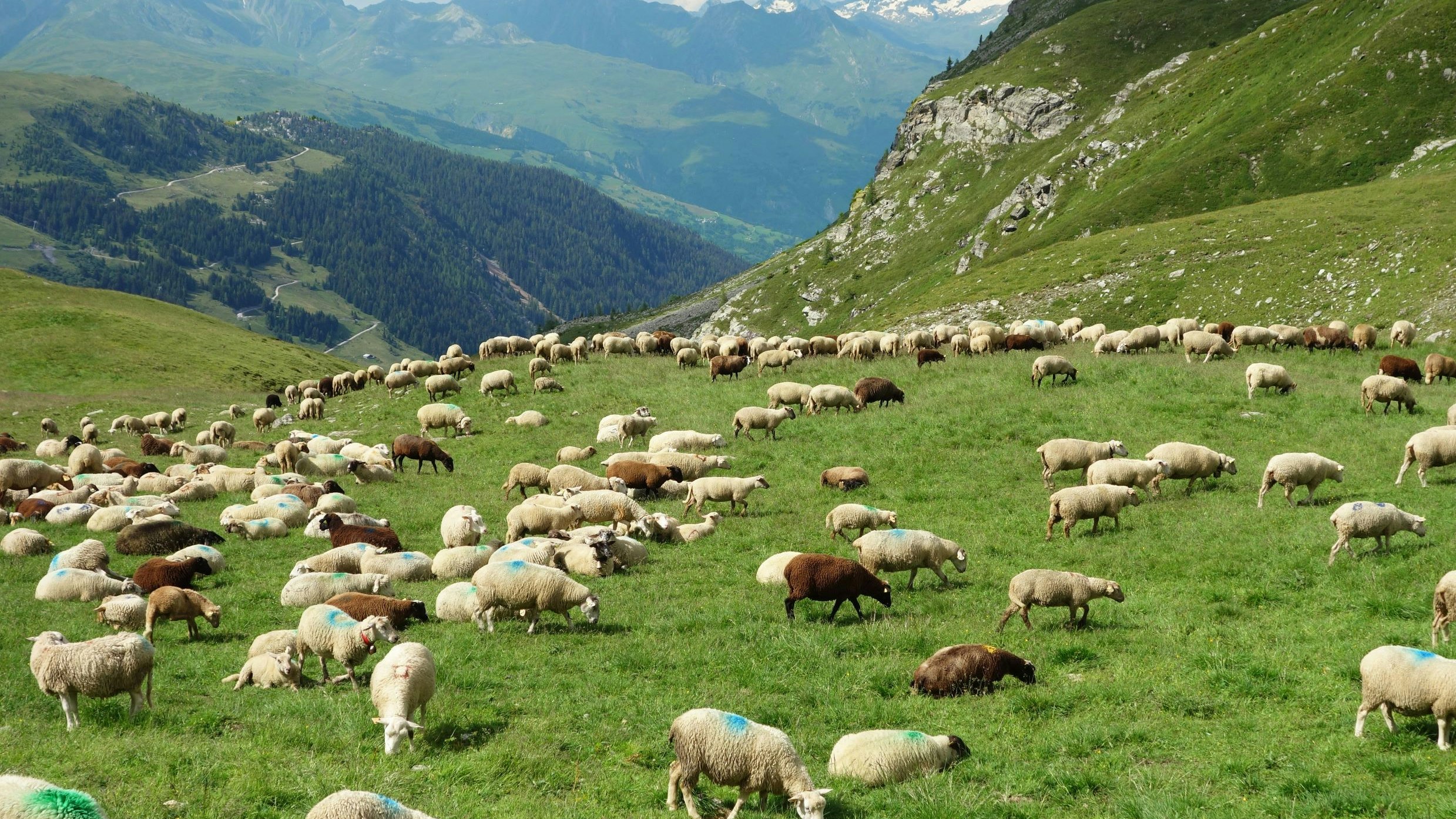 Schafe auf der Alp