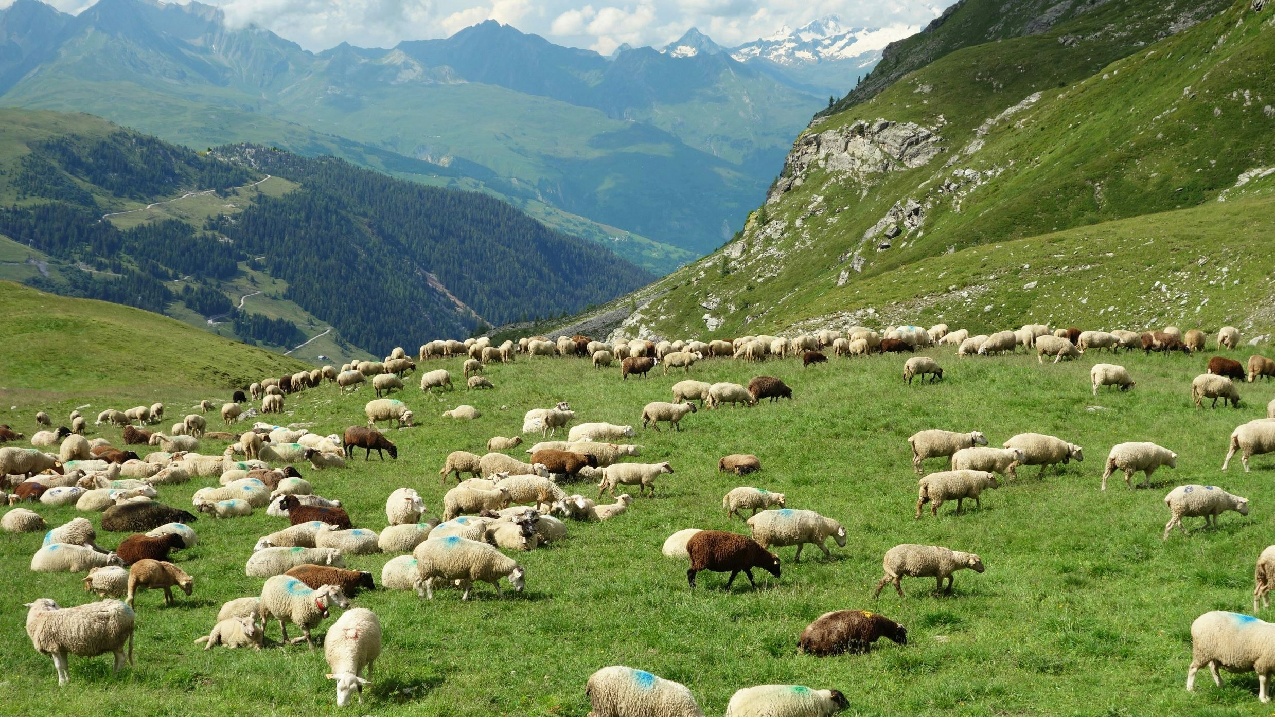 Gregge di pecore nelle alpi