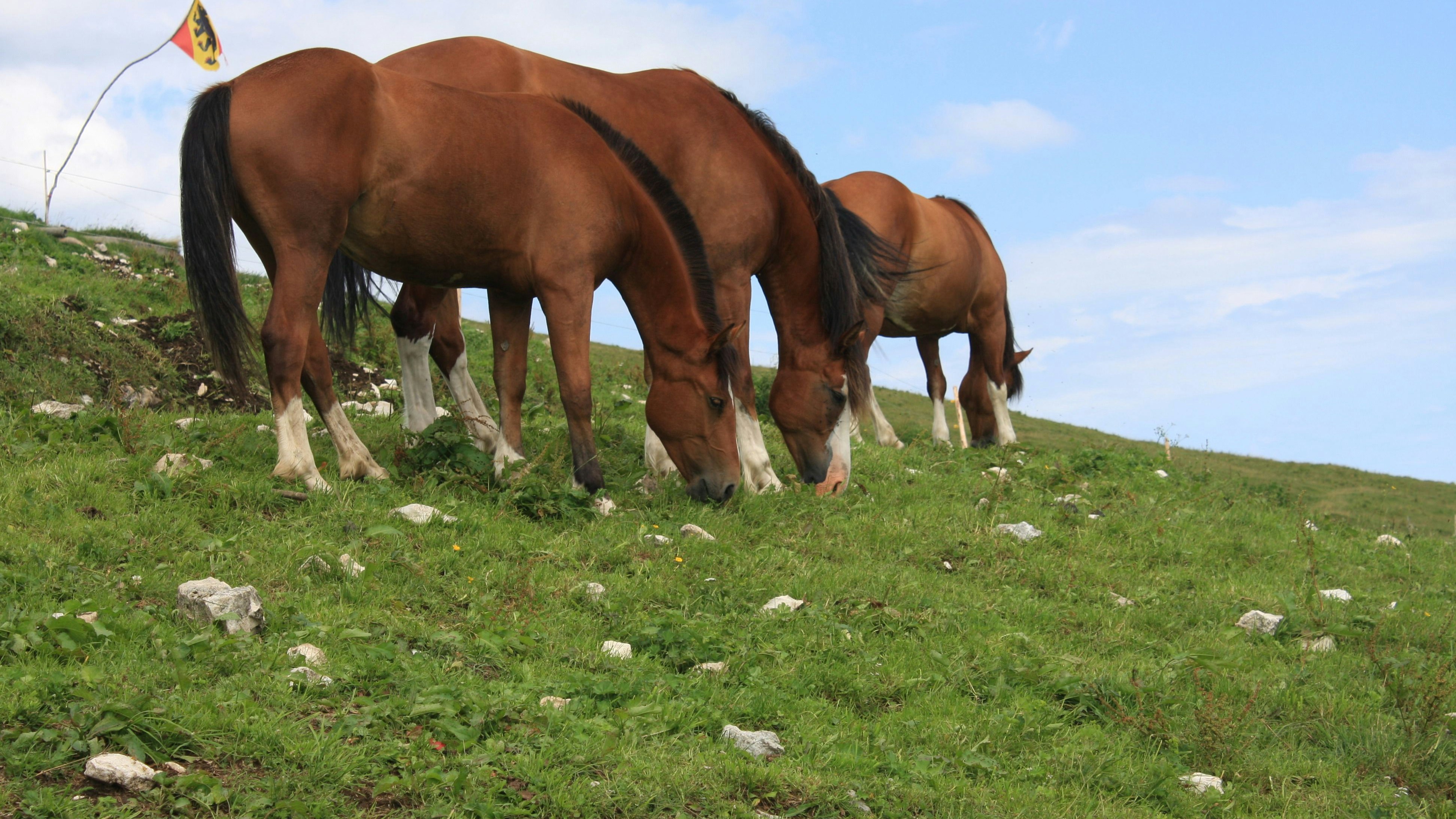 Pferde in einer Wiese beim Gras fressen