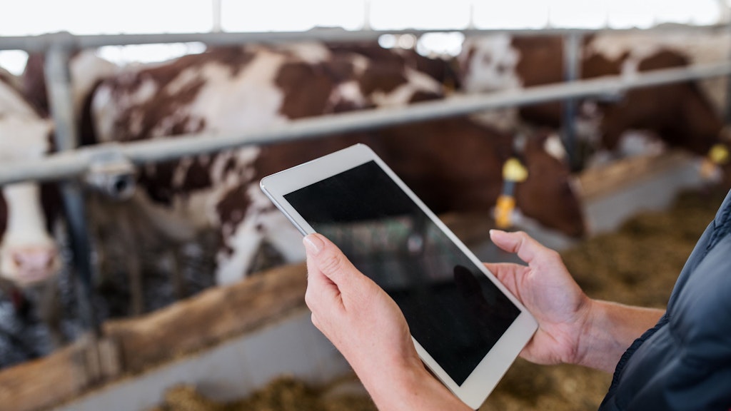 Femme utilisant une tablette dans une étable à vaches