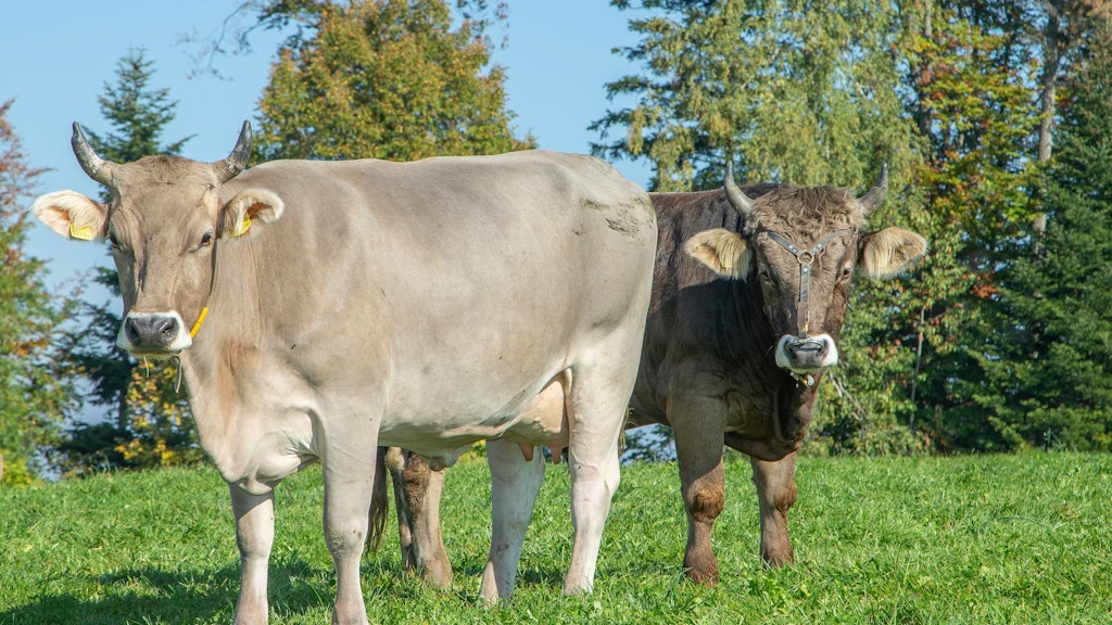 Eine Kuh und ein Stier der Rasse Braunvieh stehen auf einer Weide