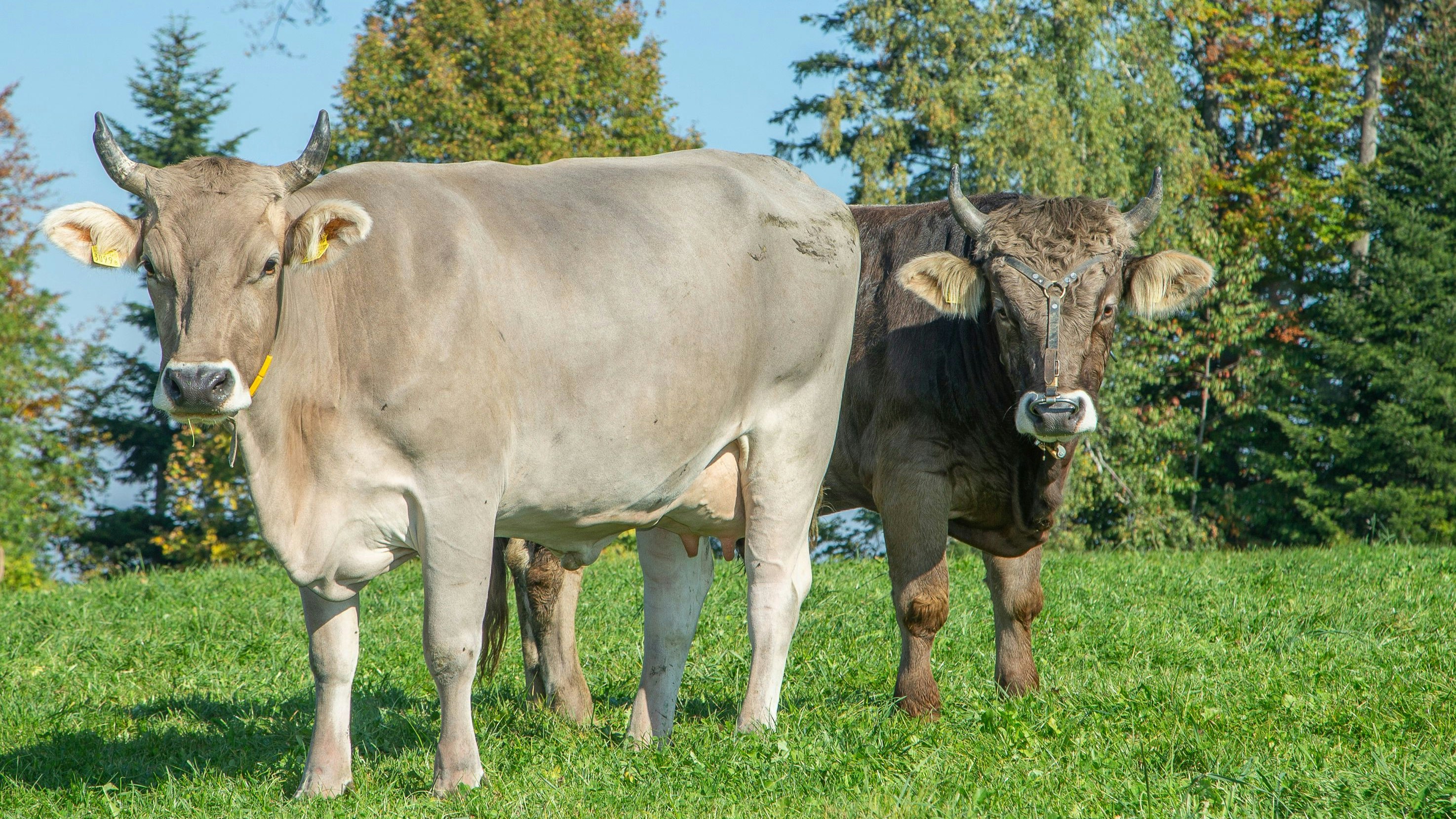 Eine Kuh und ein Stier der Rasse Braunvieh stehen auf einer Weide