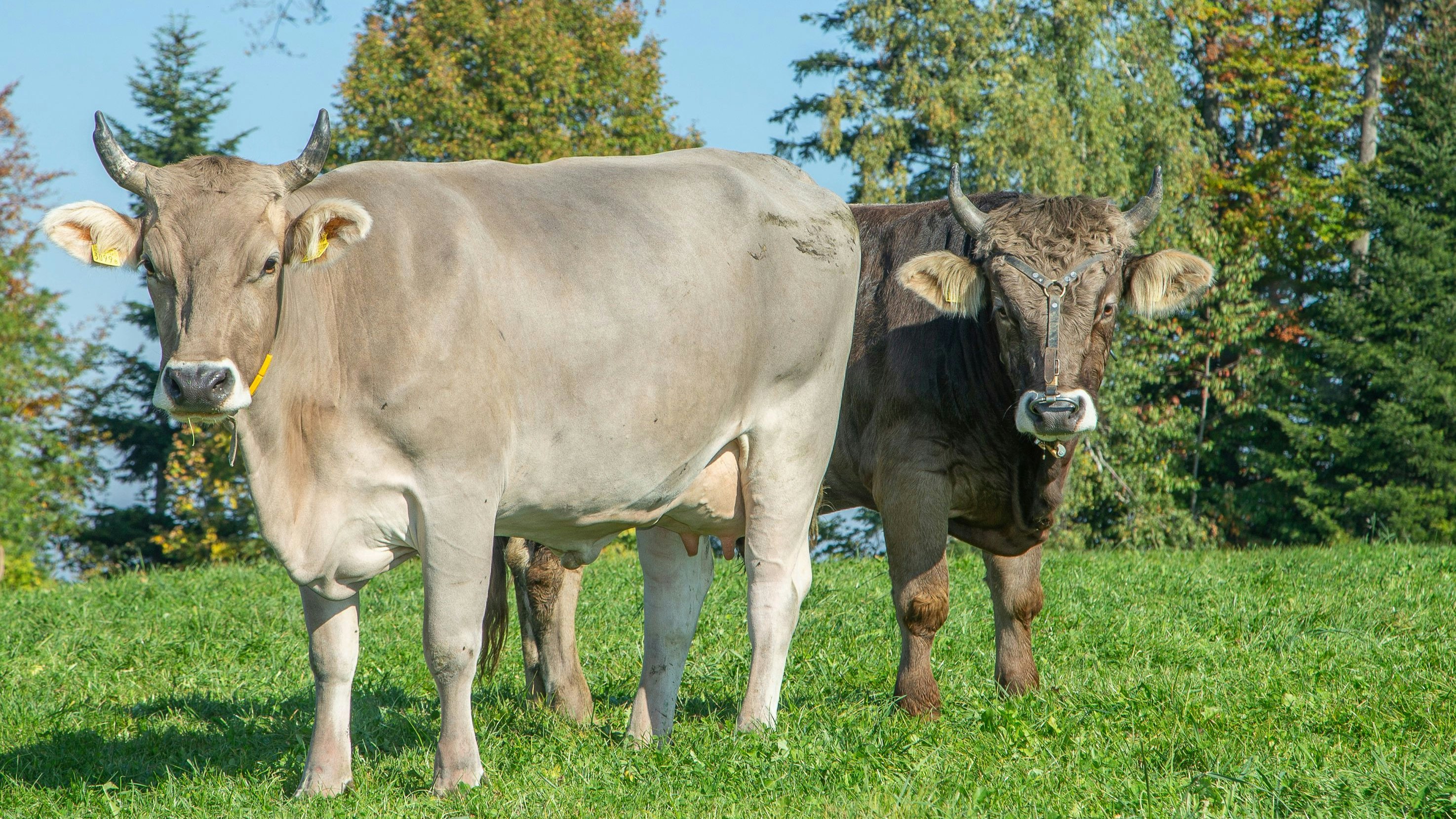 Une vache et un taureau de la race Brune se trouvent dans un pâturage