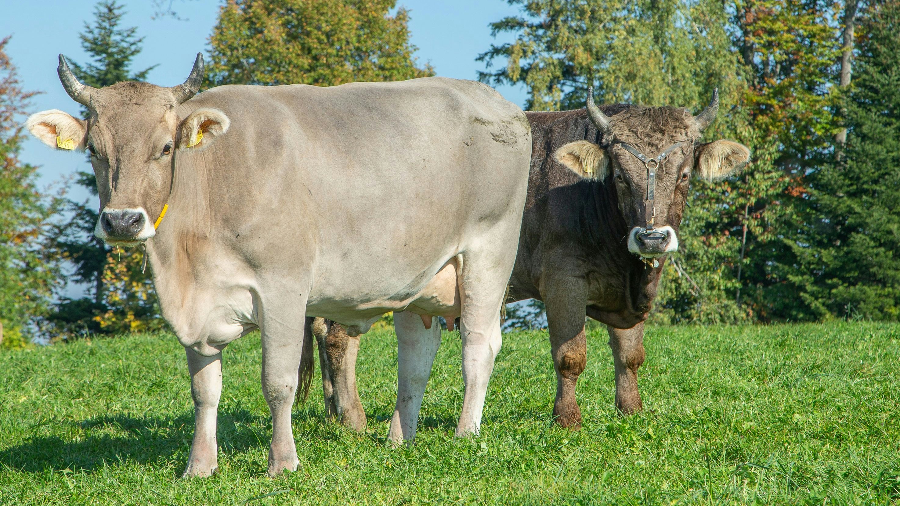 Eine Kuh und ein Stier der Rasse Braunvieh stehen auf einer Weide