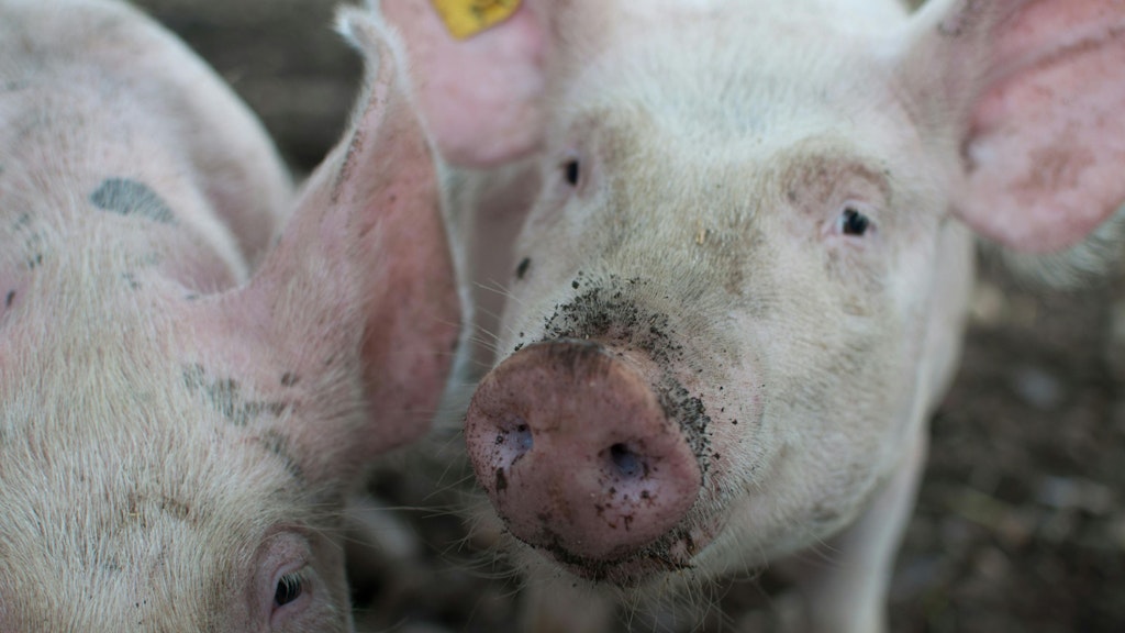 Zwei Mastschweine