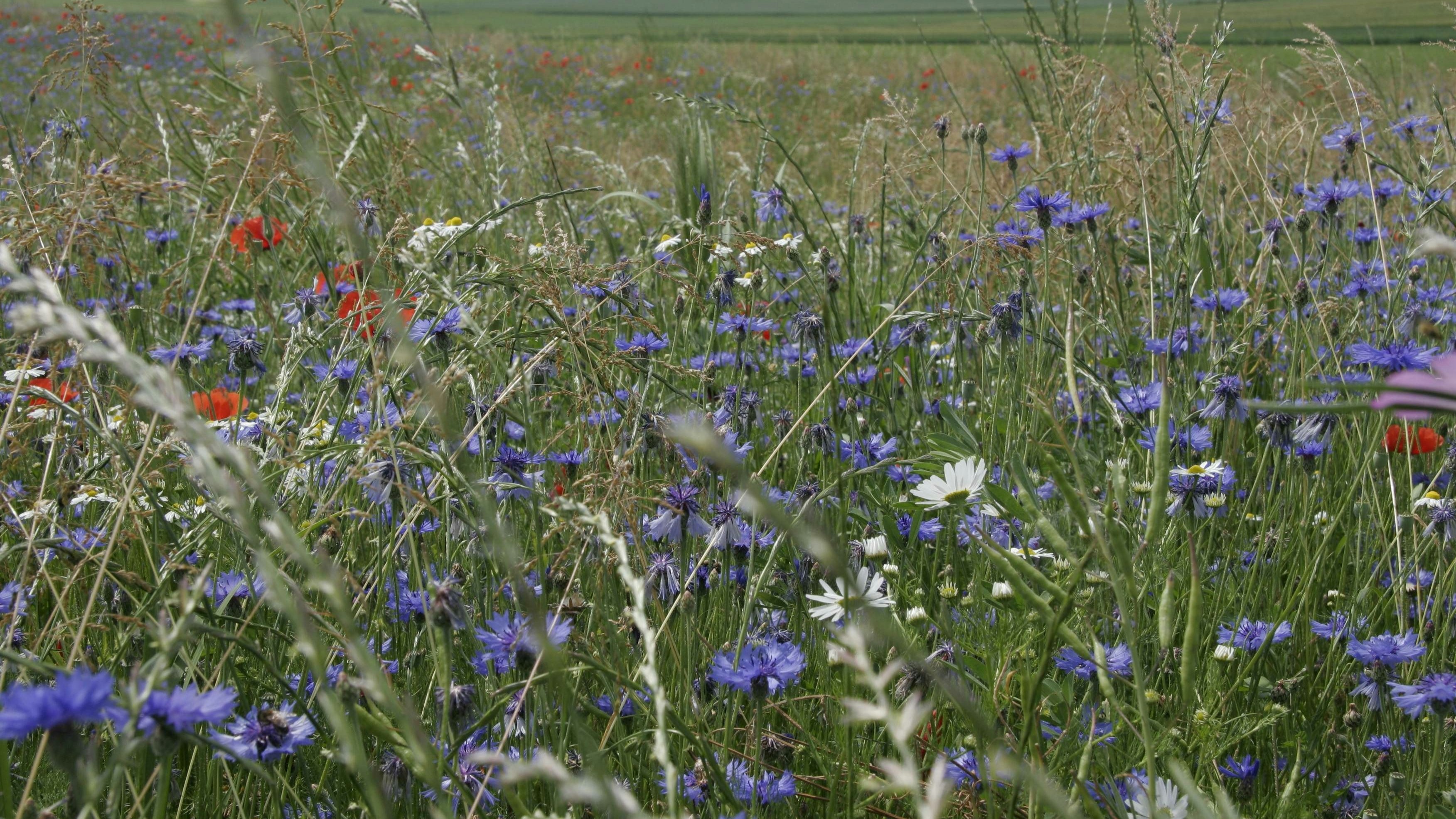 Artenreiche Wiese mit blühenden Margeriten und Wegwarten