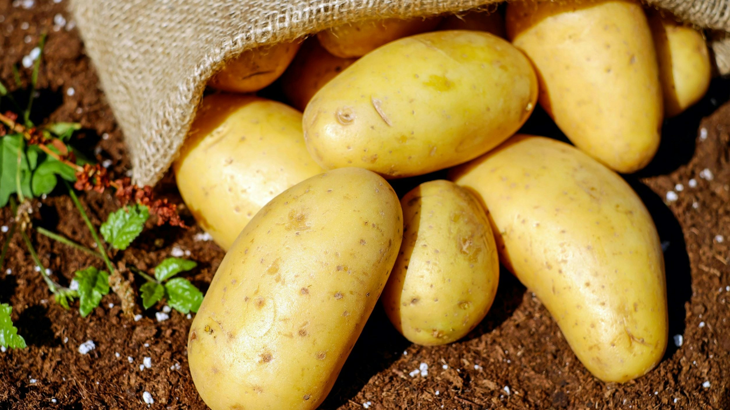 Pommes de terre ramasséss, laisséss au sol, couvertes partiellement par un sac de jute