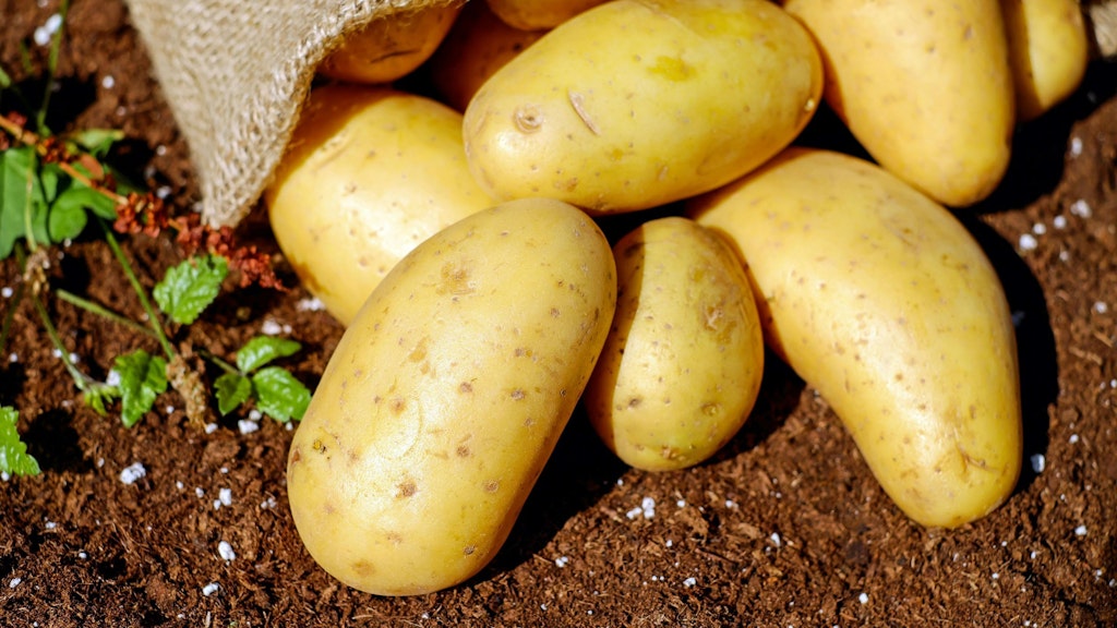 Geerntete Kartoffeln, die auf dem Boden liegen gelassen wurden und teils mit einem Jutesack bedeckt sind