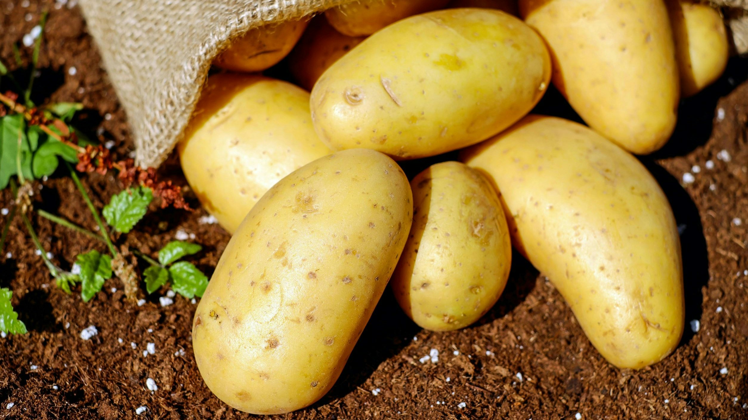 Geerntete Kartoffeln, die auf dem Boden liegen gelassen wurden und teils mit einem Jutesack bedeckt sind