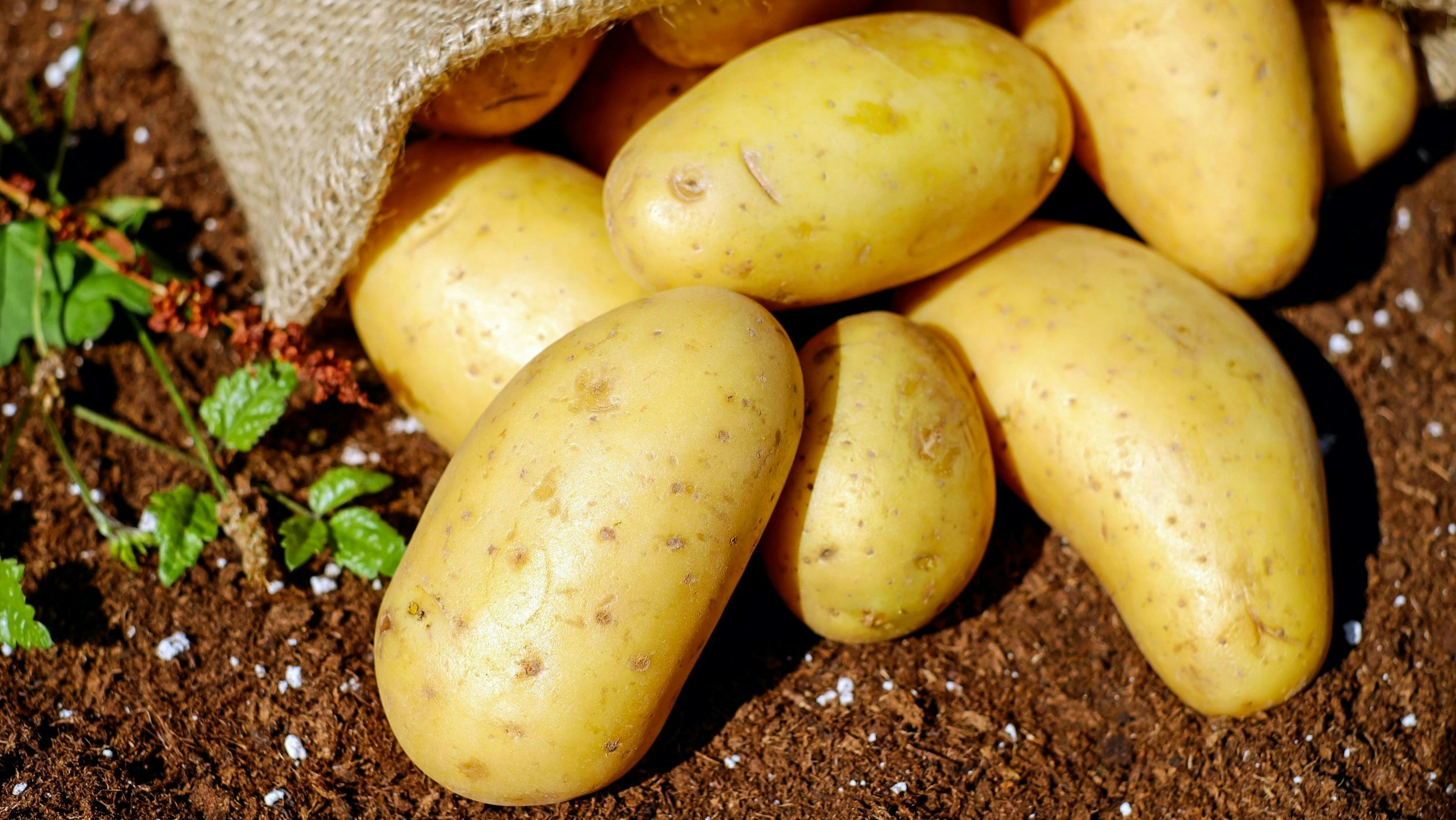 Patate appena raccolte, parzialmente ricoperte da un sacco di juta.