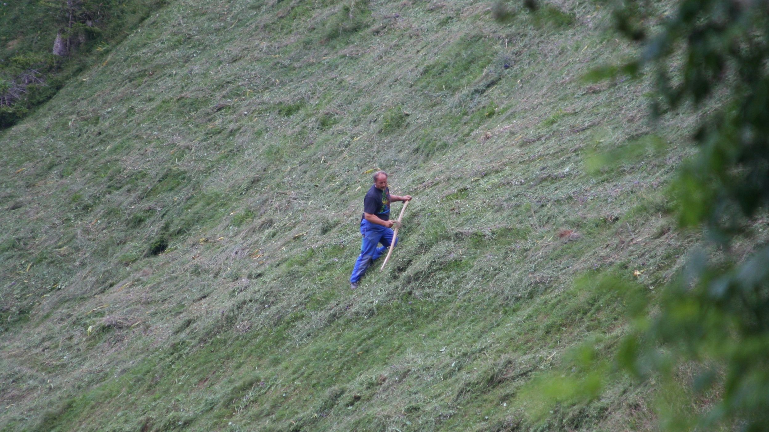 Landwirt im Steilhang von Hand am Heuen