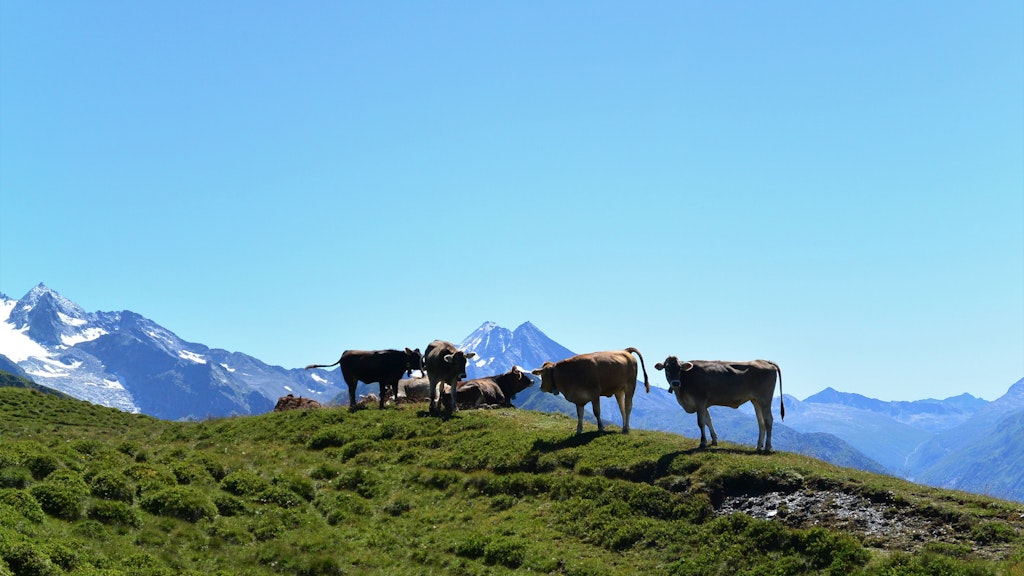 Eine Gruppe Rinder auf der Alp