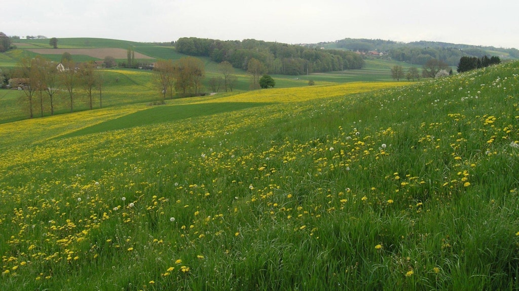 Prairie avec plantes fourragères et pissenlits