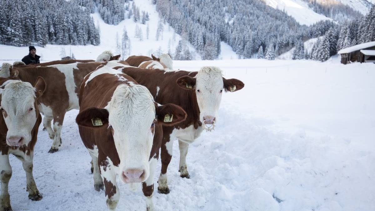 Bovins sous la neige