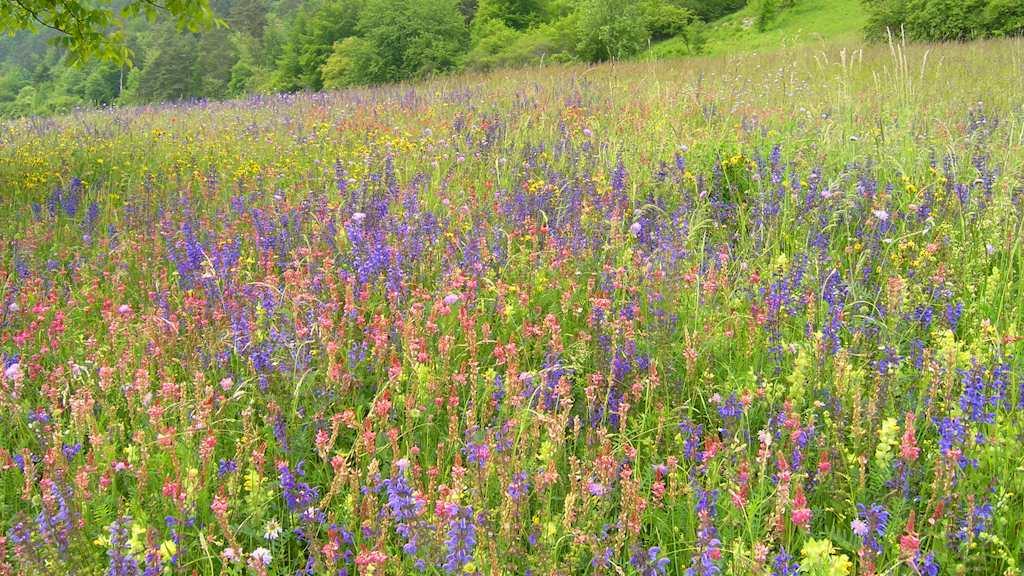 Eine Wiese mit vielen unterschiedlichen Blütenpflanzen.