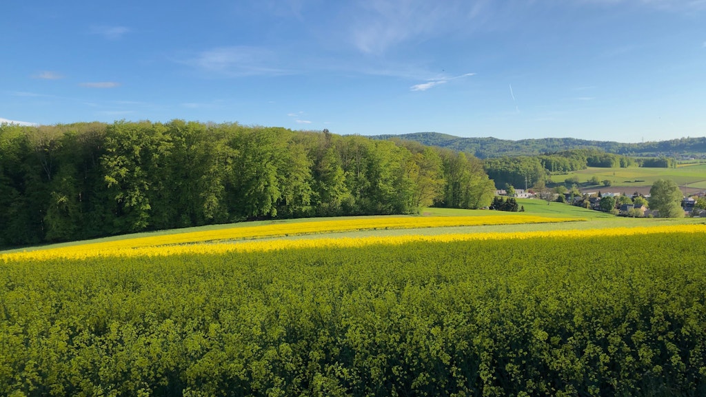 Unter einem blauen Hintergrund liegt ein Rapsfeld, im Hintergrund eine Wald