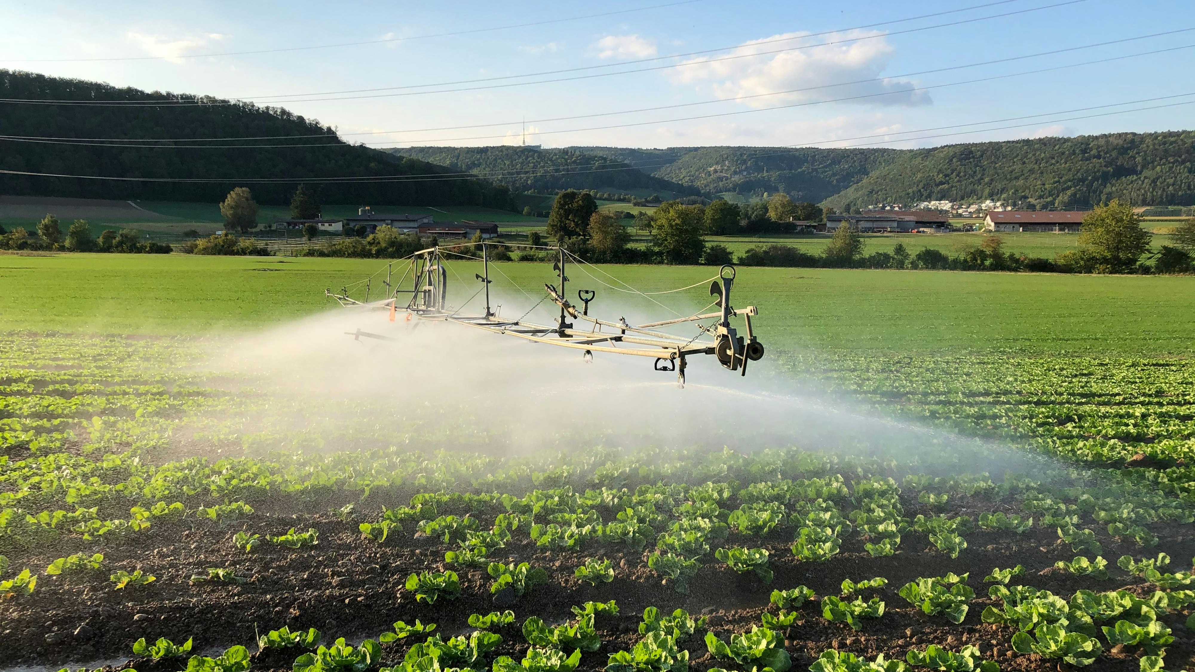 Eine Bewässerungsanlage besprüht ein Salatfeld im Mittelland