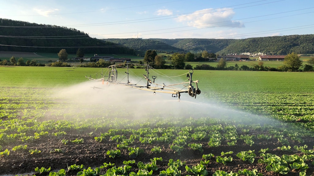 Eine Bewässerungsanlage besprüht ein Salatfeld im Mittelland