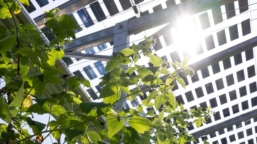 Agri-photovoltaïsme et cultures de petits fruits