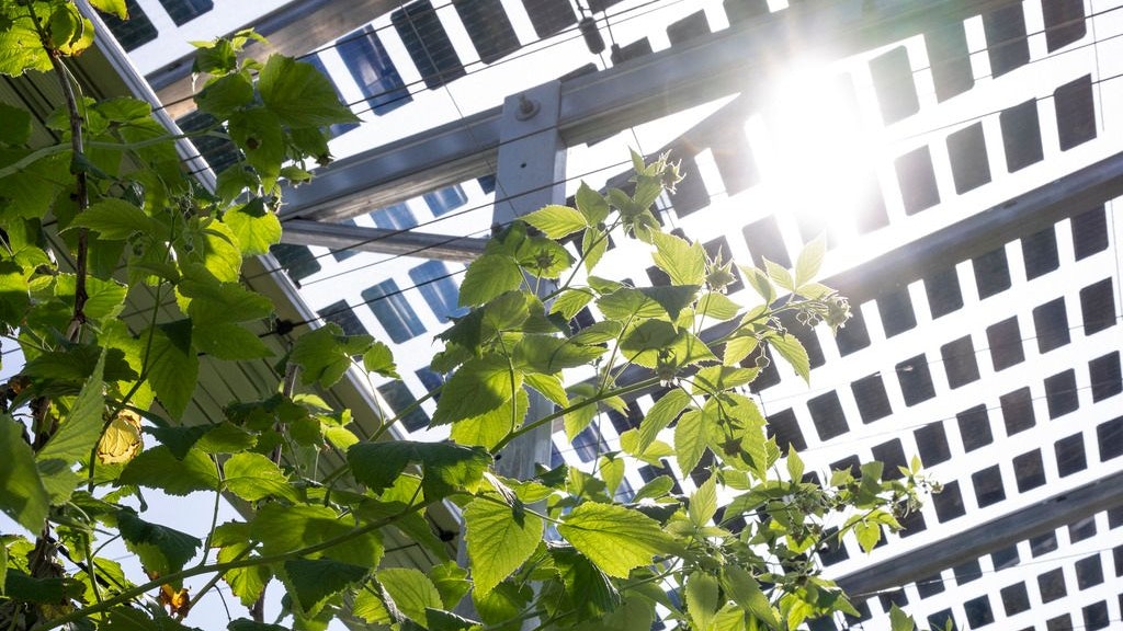 Sole splendente su una coltura di bacche in un impianto agrofotovoltaico