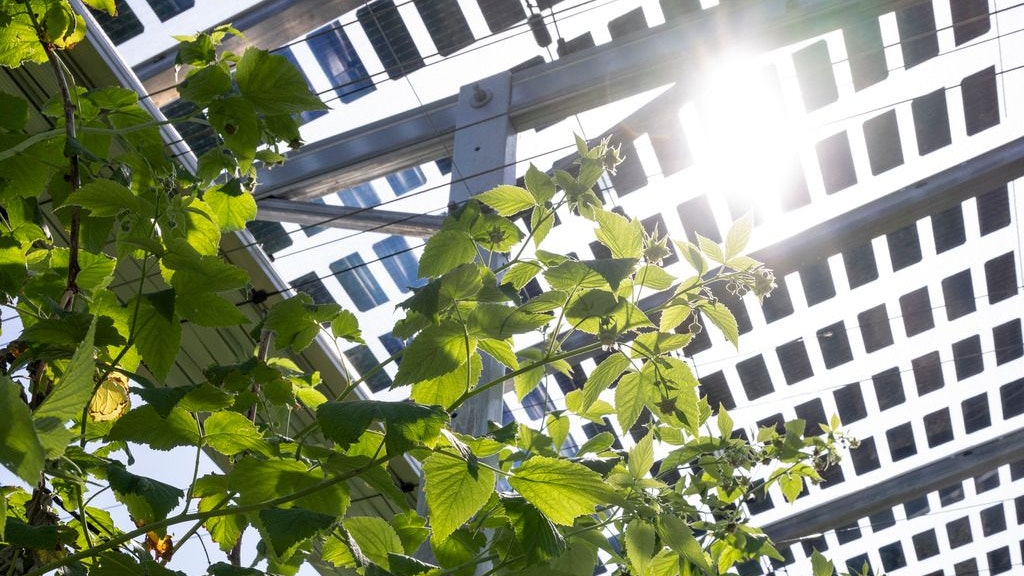 Agri-photovoltaïsme et cultures de petits fruits