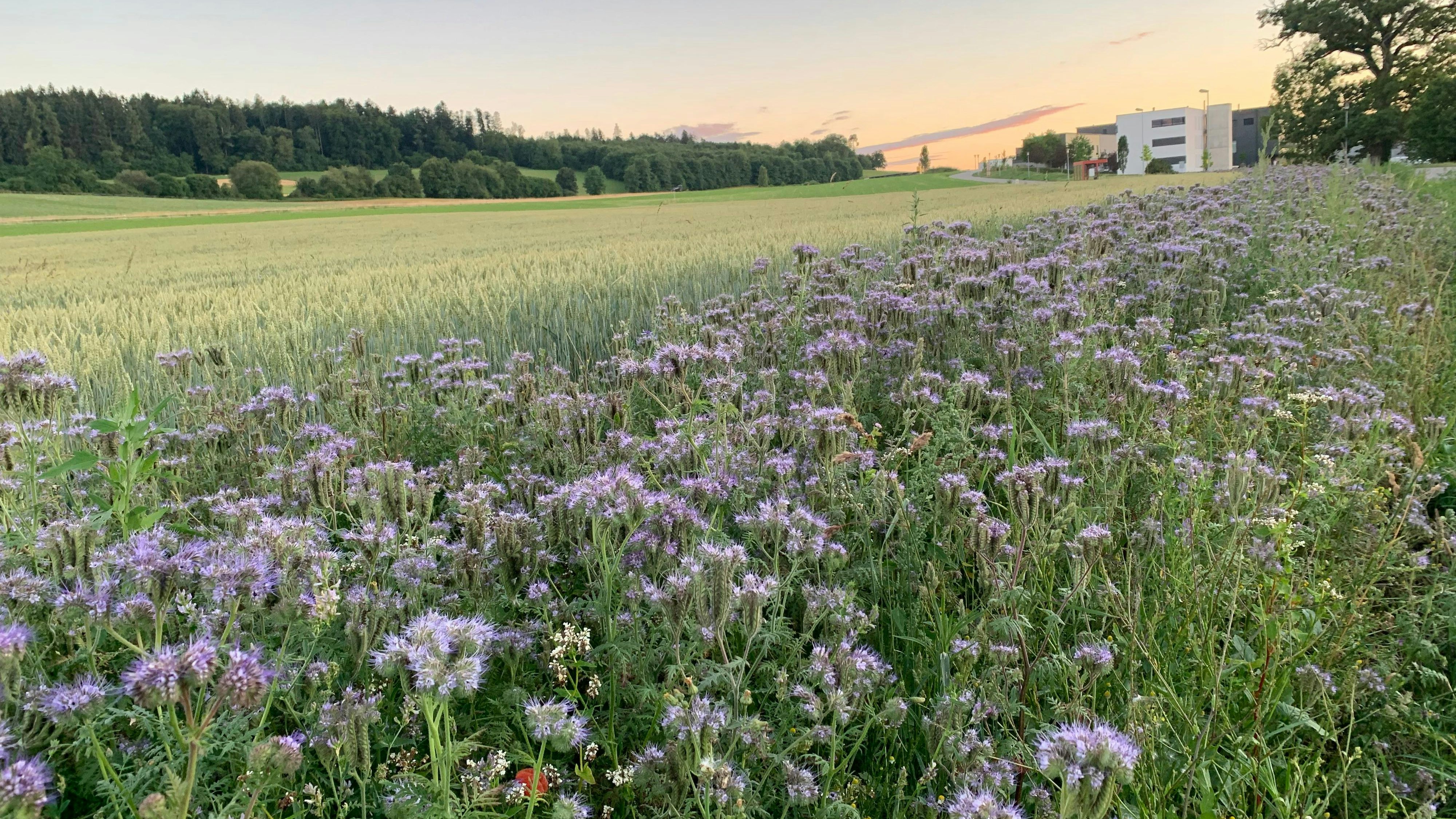 Ein Feld mit Getreide und Blumen am Stadtrand