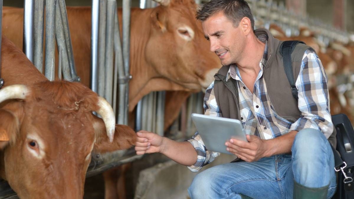 Consultant in a cowshed