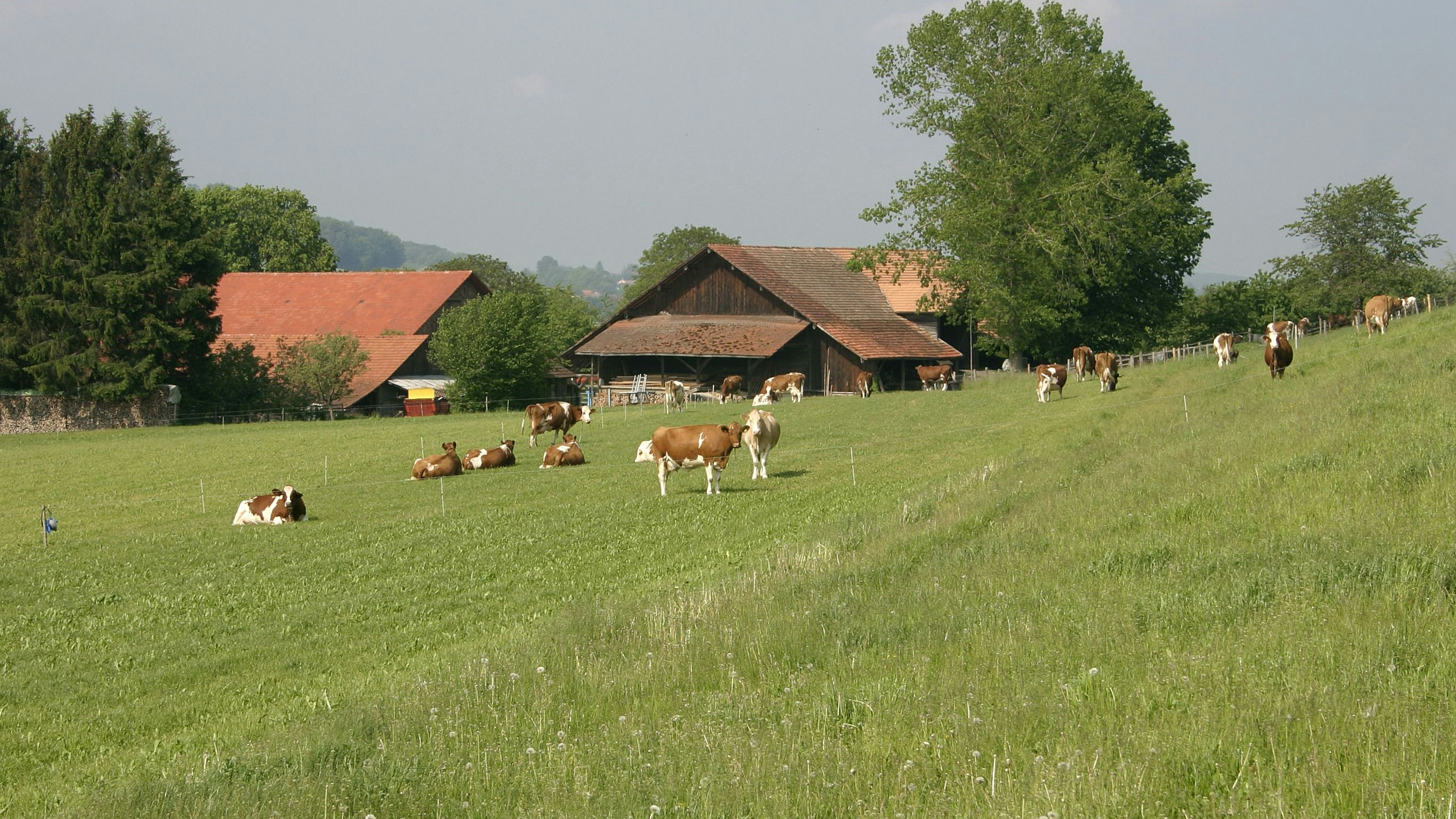 Schweizer Bauernhof mit Kühen auf Weide