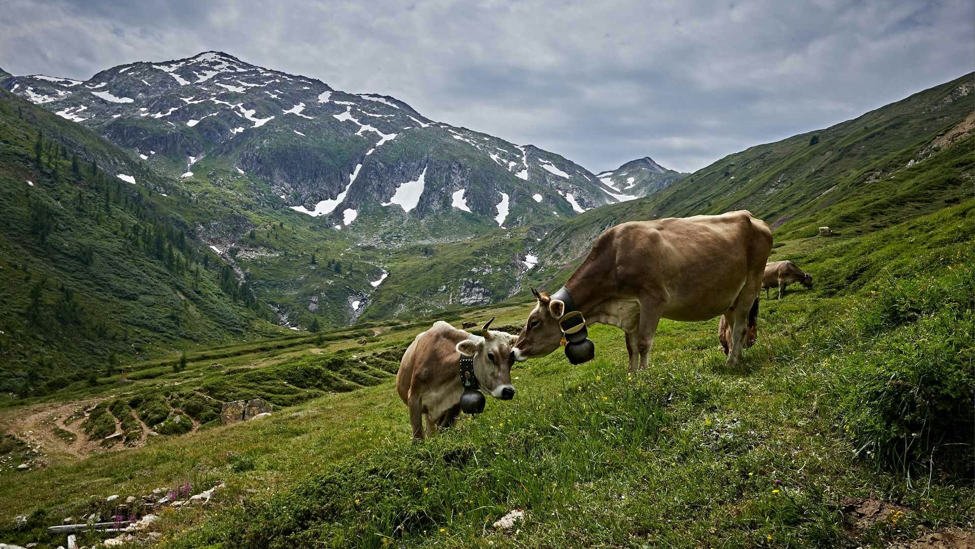 Vaches sur un pâturage d'estivage