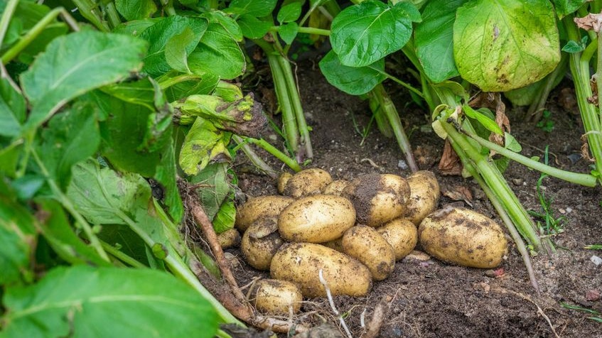 Pommes de terre fraîchement récoltées