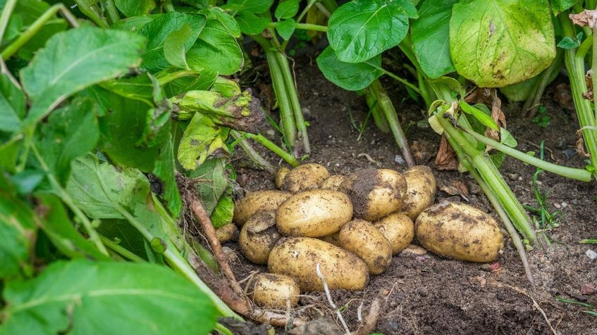 Frisch geerntete Kartoffeln