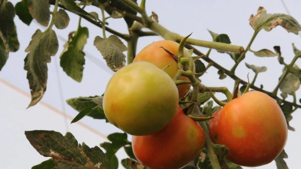 Taches de décoloration sur des fruits de tomates dues au ToBRFV