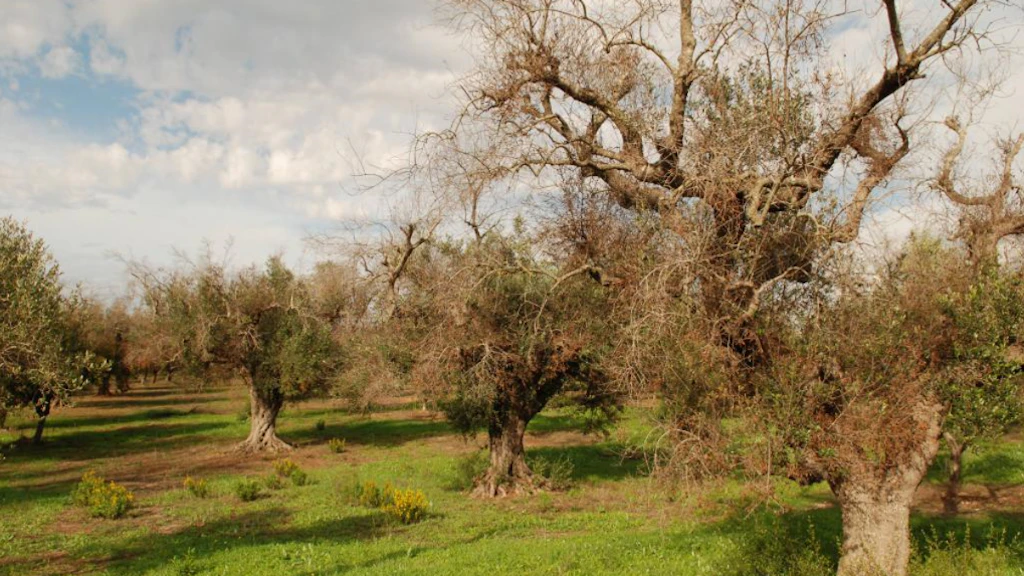 Durch Xylella fastidiosa verursachte Symptome an Olivenbäumen