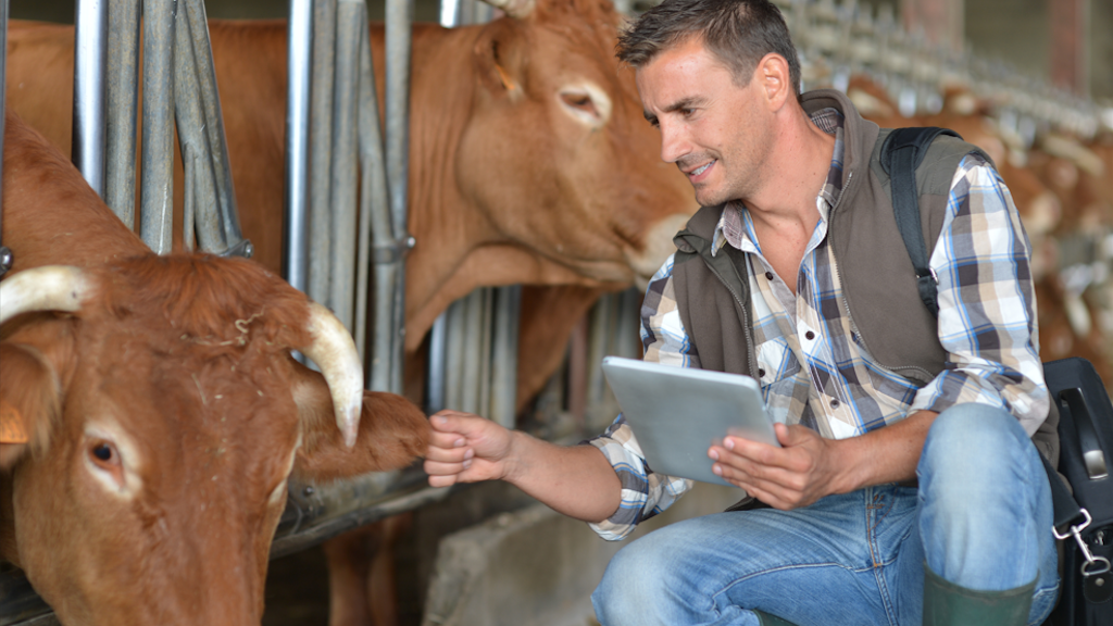 Züchter im Kuhstall mit digitalem Tablet.