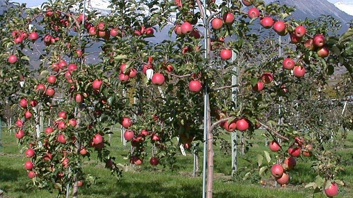 verger de pommes