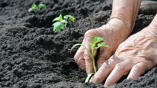 Senior woman planting a tomatoes seedling