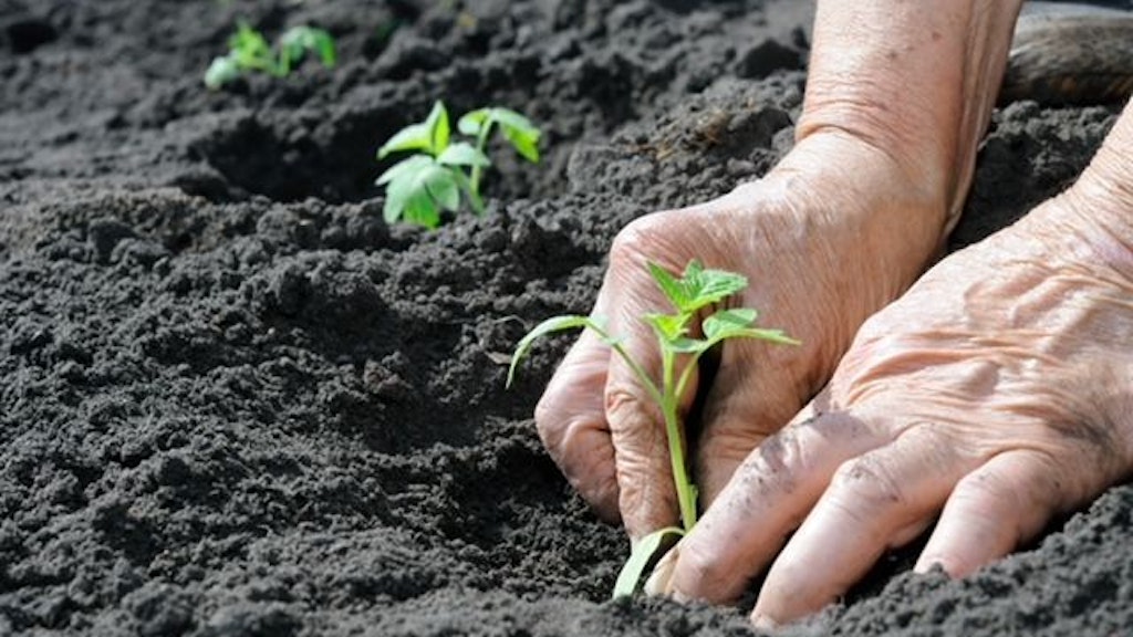 Senior woman planting a tomatoes seedling