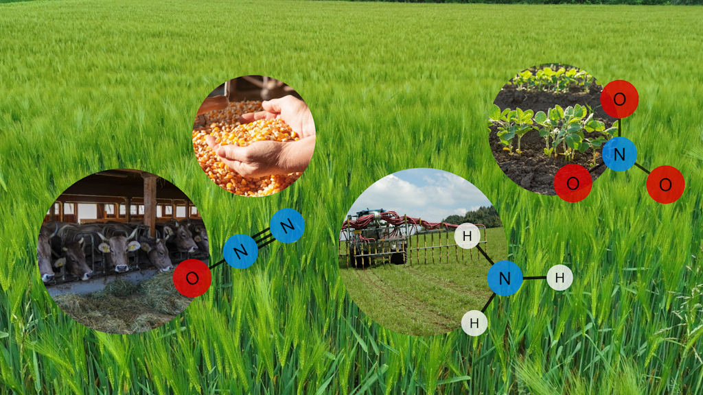 Vor einem Getreidefeld sind vier Ausschnitte von Bereichen aus der landwirtschaftlichen Produktion zu sehen, von denen Ammoniak, Nitrat und Lachgasemissionen ausgehen können: Der erste Ausschnitt zeigt Kühe beim Fressen im Stall; Ihre Exkremente führen zu Ammoniak- und Lachgasemissionen im Stall und bei der Güllelagerung. Der zweite Ausschnitt zeigt Mais als Futtermittel; Futtermittel sind der grösste Stickstoffinput in die Landwirtschaft. Der dritte Ausschnitt zeigt einen Traktor der mit Schleppschlauch Gülle ausbringt; Durch den Schleppschlauch emittiert weniger Ammoniak bei der Ausbringung. Der vierte Ausschnitt zeigt eine Reihe mit jungen Pflanzen; Im Pflanzenbau kommt es durch Auswaschung von Stickstoff aus dem Boden zu Nitratemissionen in Gewässer. Neben den Ausschnitten sind die Molekülformeln von Lachgas (N₂O), Ammoniak (NH₃) und Nitrat (NO₃) abgebildet.