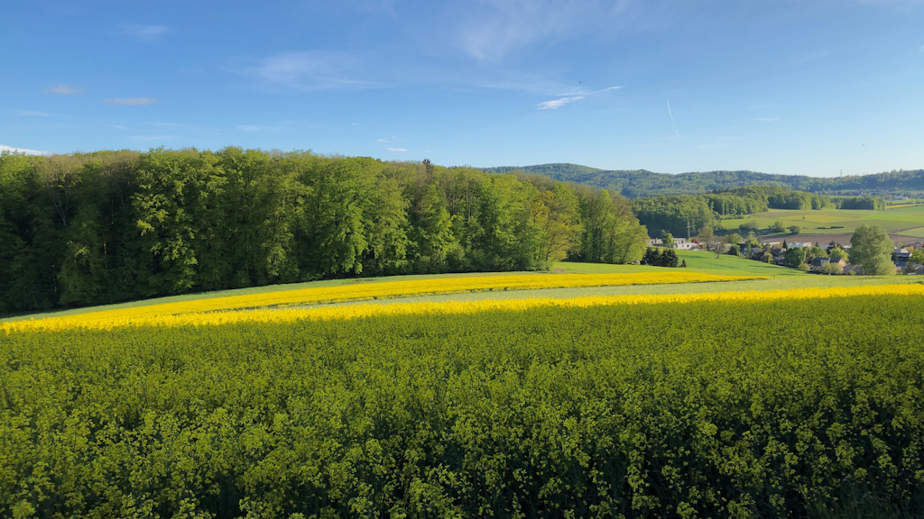 Il y a un champ de colza sous un fond bleu et une forêt en arrière-plan