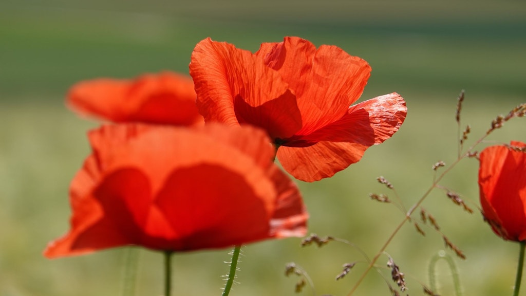 Deux coquelicots rouges sur fond vert.