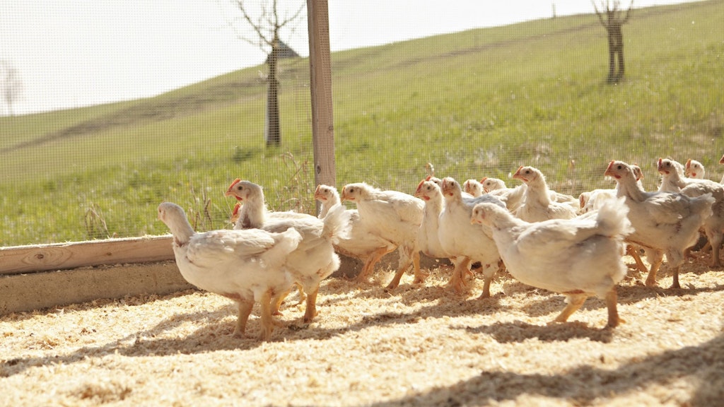 Mehrere Mastpoulets der Rasse «Ross308», welche sich in einem Aussenklimabereich aufhalten. Im Hintergrund sind eine grüne Wiese und kleine Bäume zu sehen. 