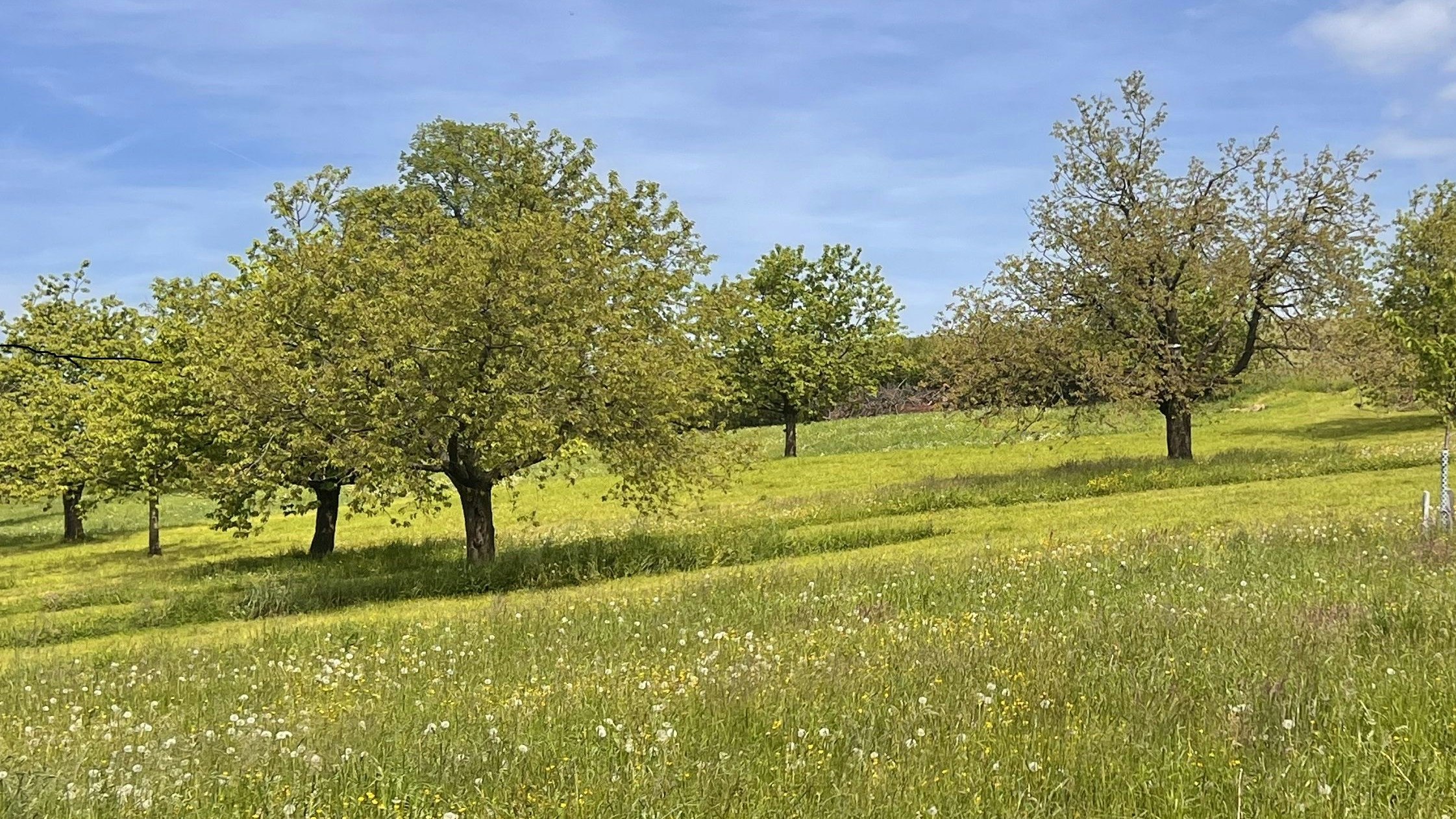Prato ricco di specie con margherite e cardo selvatico in fiore