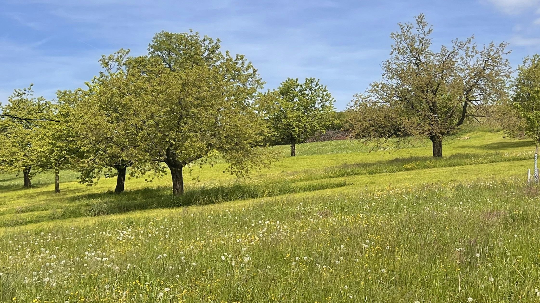 Artenreiche Wiese mit blühenden Margeriten und Wegwarten