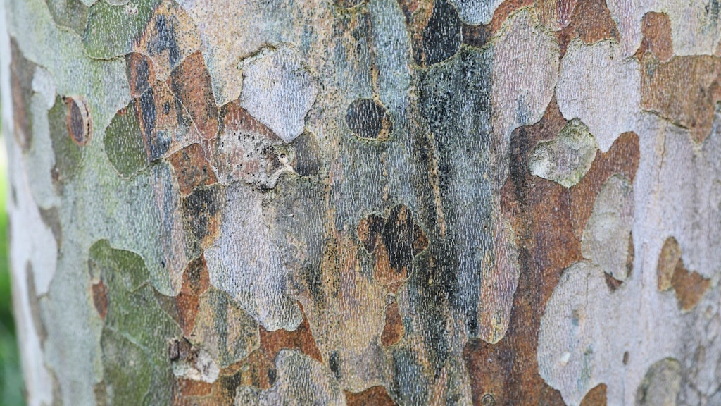 Infestation établie du chancre coloré du platane peu avant la sporulation 