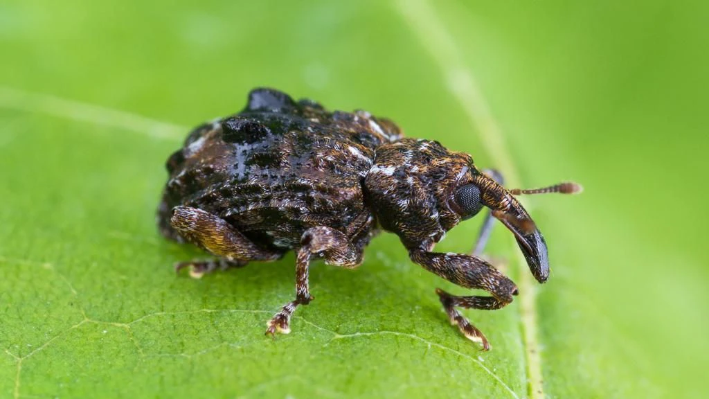 Punteruolo del susino (Conotrachelus nenuphar) 