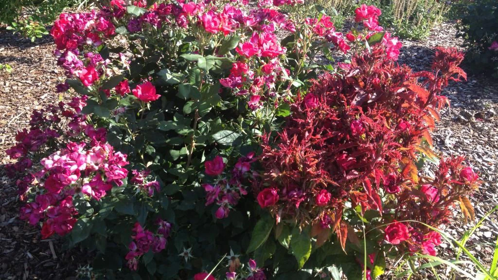 Roseto con germogli arrossati, infettato da Emaravirus rosae