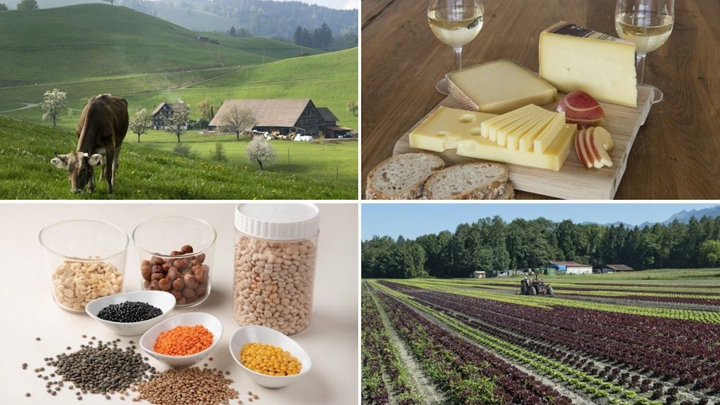 Mucca al pascolo, vino bianco e formaggi, orticoltura, proteine vegetali
