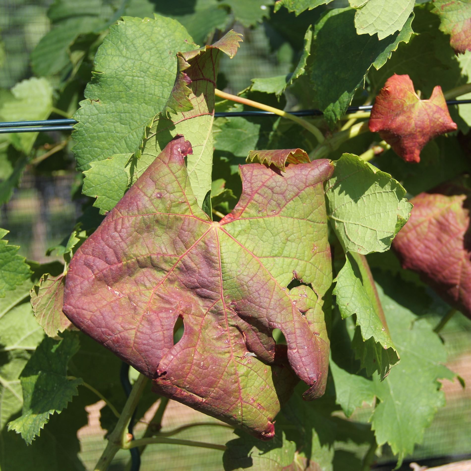 Eingerolltes und verfärbtes Blatt