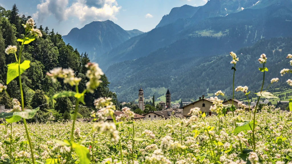 Blühendes Buchweizenfeld im Vordergrund mit dem historischen Dorfteil von Poschiavo im Hintergrund. Dahinter erheben sich bewaldete Berghänge und hohe Berge unter einem teilweise bewölkten Sommerhimmel. Die Landschaft wirkt ruhig, weitläufig und idyllisch.